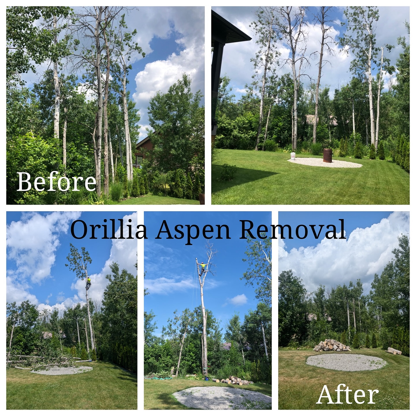Orillia aspen tree removal — before and after