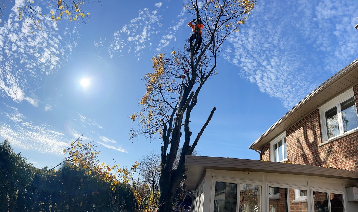 River Oak Tree Service recent work 1